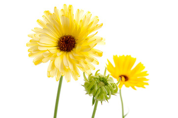 Naklejka premium Ringelblume und Ringelblumensamen