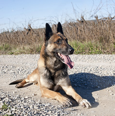 malinois