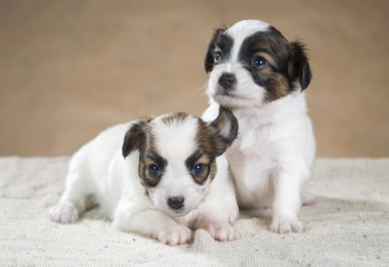 Two small cute puppy Papillon