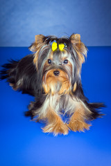 Young Yorkshire Terrier