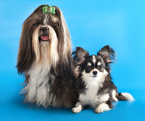 dog of breed shih-tzu and Chihuahua hua.