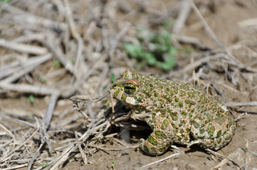 European green toad