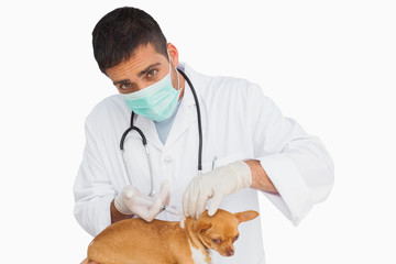 Vet in protective mask vaccingating chihuahua and looking at cam