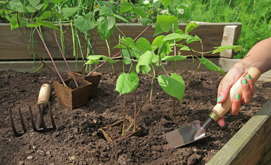 plantation de haricots dans un carré potager