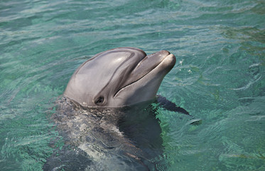Fototapeta premium Dolphin getting out of the water