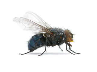 macro of  fly