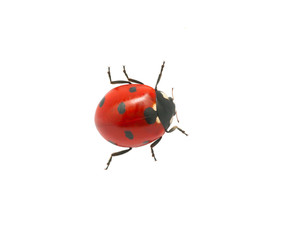 Ladybug