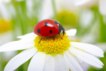 ladybug on a flower