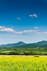Fototapeta premium rape field and blue sky