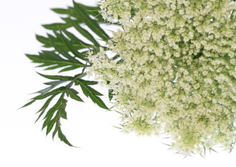 ニンジンの花と葉