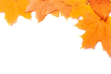 maples on white background