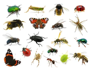 Foto op Plexiglas Set of insects © Alekss