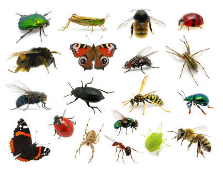 Set of insects