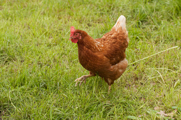 Hen outside in the meadow at springtime