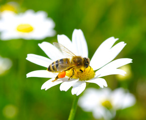 Bee on flower