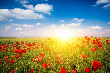 Field of Corn Poppy Flowers