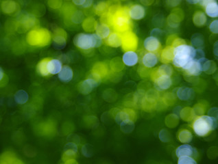 green bokeh