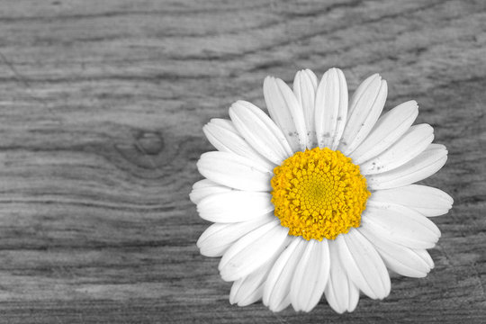 Margaritenbl&uuml;te auf Holz