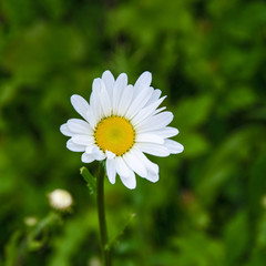 Fototapeta premium Marguerite commune (Leucanthemum)