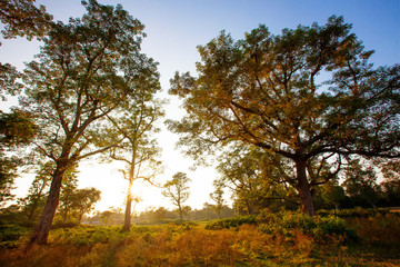 Silhouette of high trees at sunset