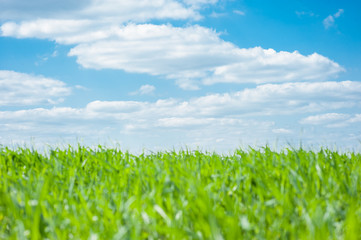 Obraz premium field under sky