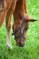 Fototapeta premium junges Fohlen frisst Gras