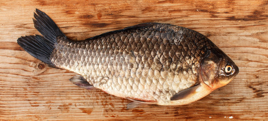 Crucian carp