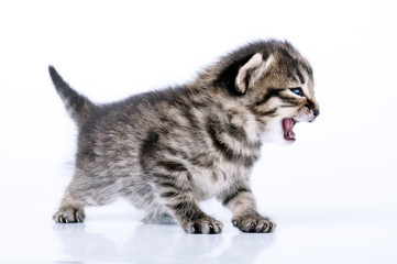 Obraz premium little 2 weeks old kitten