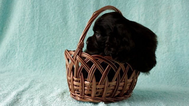 Puppy American Cocker Spaniel sitting in the basket