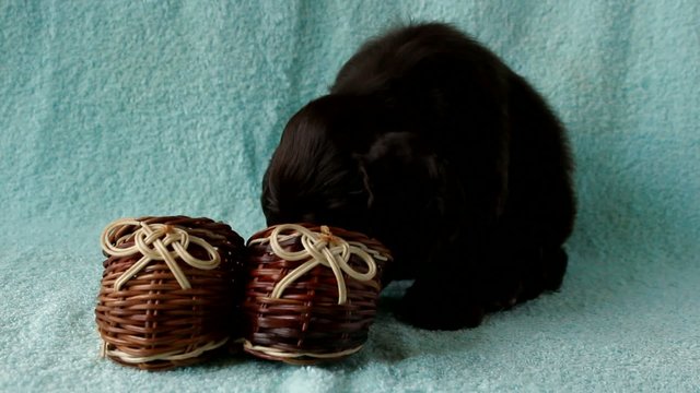 Puppy American Cocker Spaniel chewing wooden toy