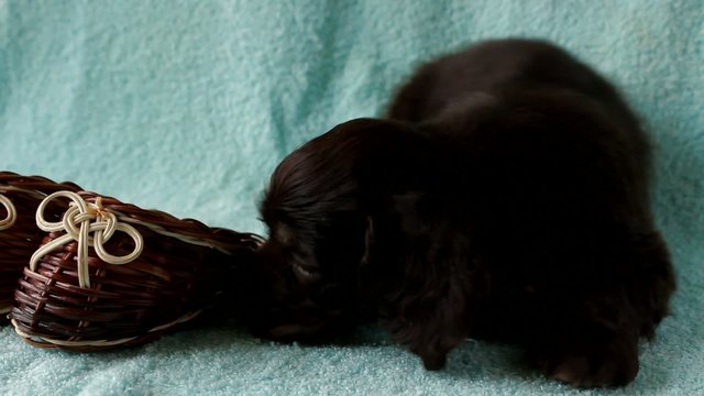 Puppy American Cocker Spaniel chewing wooden toy