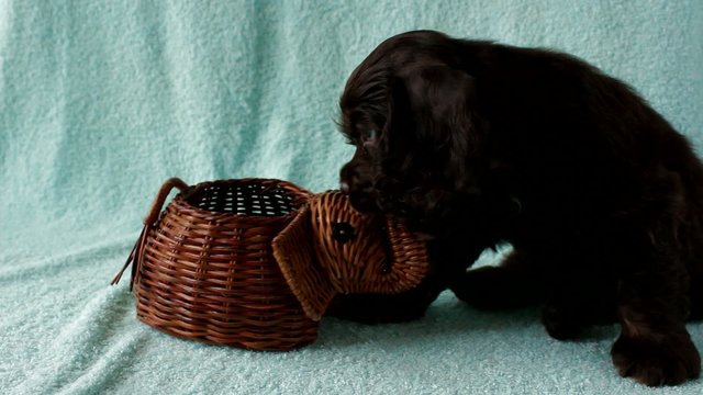 Puppy American Cocker Spaniel chewing wooden toy