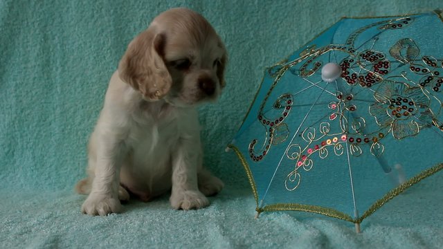 Puppy American Cocker Spaniel and umbrella