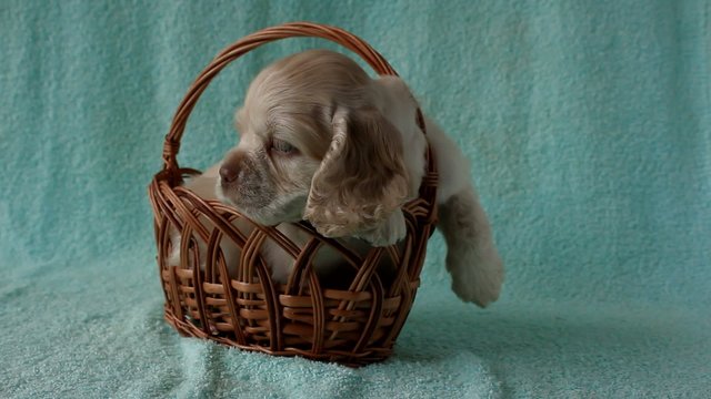 Puppy American Cocker Spaniel sitting in the basket