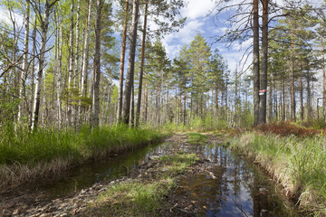 Wet forest road, Spring scene, Pajso, Dalarna, Sweden