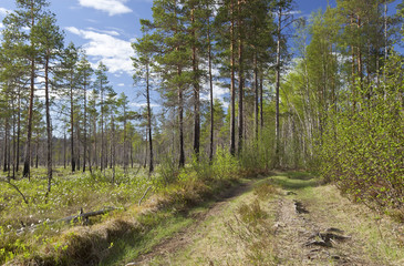 Forest road, Spring scene, Pajso, Dalarna, Sweden
