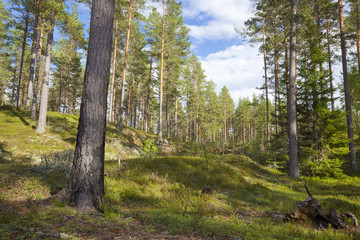 Fototapeta premium Forest scene, finnmaken, dalarna, Sweden