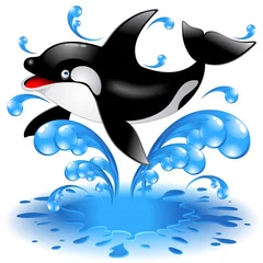 Poster Im Rahmen Happy Jumping Killerwal Cartoon-Orca Salta in Acqua-Vektor © BluedarkArt