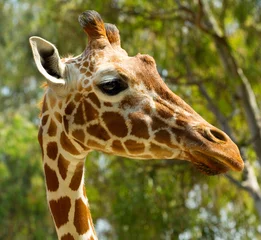 Crédence de cuisine en verre imprimé Girafe close up of giraffe head