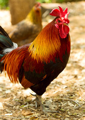 Rooster