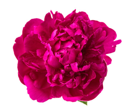 red peony isolated