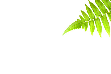 green fern leaf isolated on white background