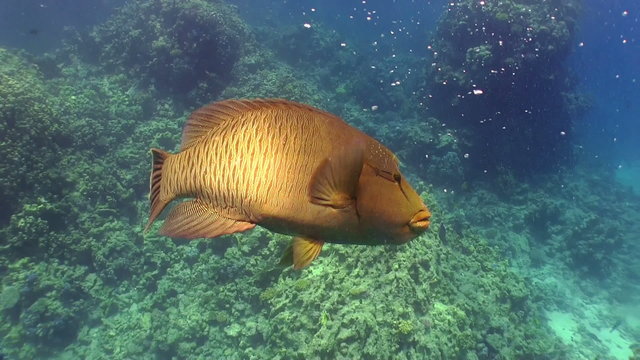 Navilion Fish