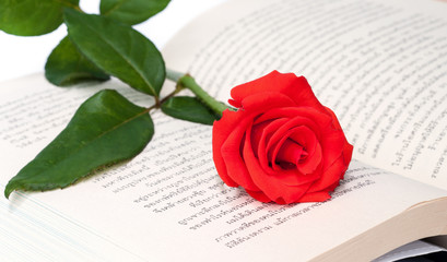 beautiful red rose.