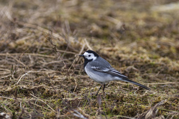 White Wagtail
