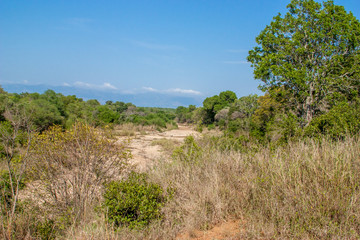 Fototapeta na wymiar south african landscape in UAR, Kruger's park