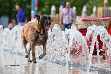 Hund rennt an Wasserfontänen vorbei