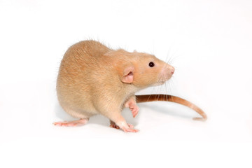 Funny red rat on a white background.