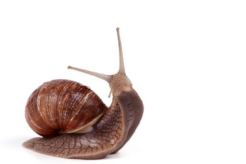 Weinbergschnecke