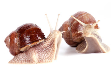 Weinbergschnecke © volkerladwig
